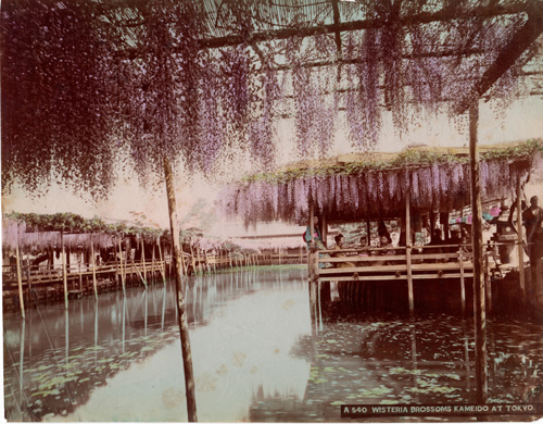 Wisteria Blossoms Kameido [Temple] at Tokyo